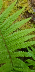 Dryopteris filix-mas