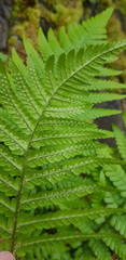 Dryopteris filix-mas