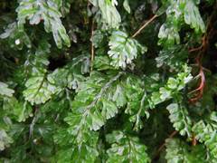 Hymenophyllum capense