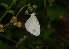 Leptosia nina niobe