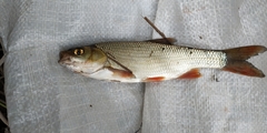 Leuciscus idus