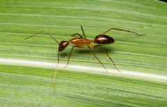 Camponotus carin