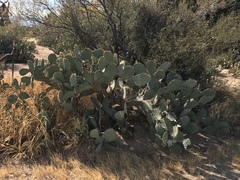 Opuntia engelmannii engelmannii