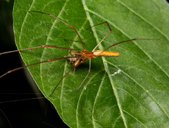 Tetragnatha mandibulata