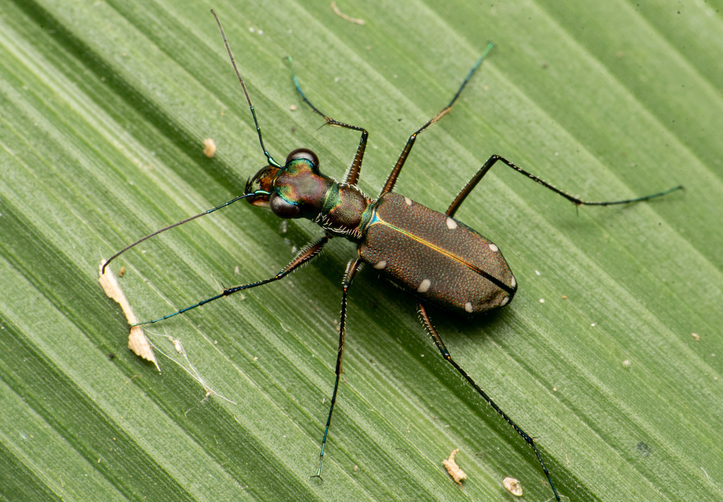 Cylindera psilica