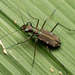 小八星虎甲蟲 - Photo 由 Liu JimFood 所上傳的 (c) Liu JimFood，保留部份權利CC BY-NC