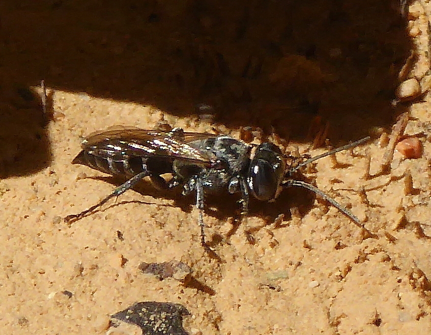 Tachysphex mediterraneus