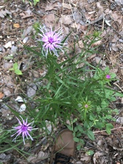 Liatris compacta