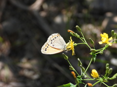 Coenonympha amaryllis