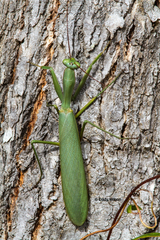 Trachymantis dentifrons