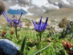 Phyteuma globulariifolium