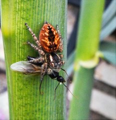 Philaeus chrysops