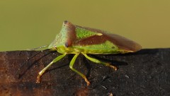 Acanthosoma haemorrhoidale