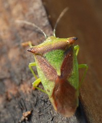 Acanthosoma haemorrhoidale