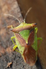 Acanthosoma haemorrhoidale