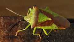 Acanthosoma haemorrhoidale