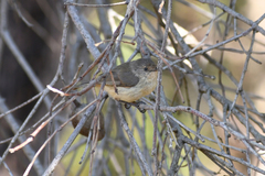Acanthiza inornata