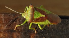 Acanthosoma haemorrhoidale