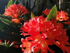 Clivia miniata