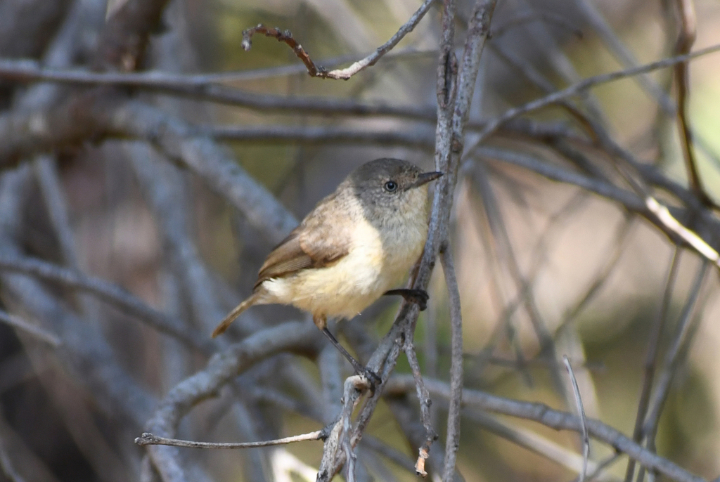 Western Thornbill (Western Australia - Birds) · iNaturalist