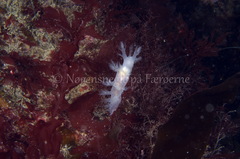 Dendronotus lacteus