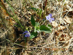 Viola rupestris