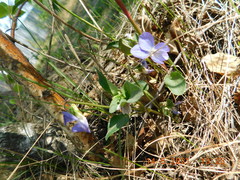 Viola rupestris