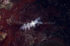 Dendronotus lacteus