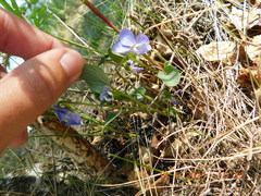 Viola rupestris