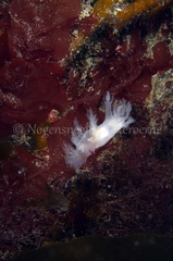 Dendronotus lacteus