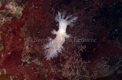 Dendronotus lacteus