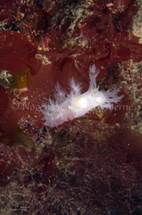 Dendronotus lacteus