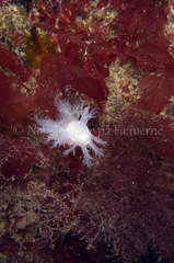 Dendronotus lacteus