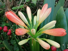 Clivia miniata