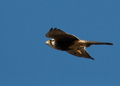 Falco femoralis