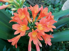 Clivia miniata