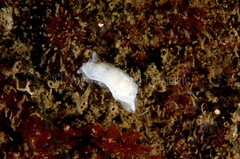 Goniodoris nodosa