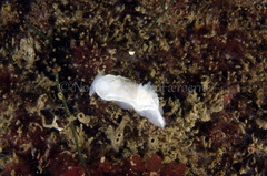 Goniodoris nodosa