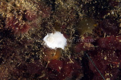 Goniodoris nodosa