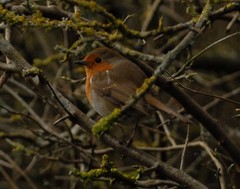 Erithacus rubecula