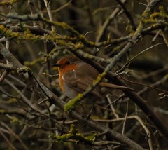 Erithacus rubecula