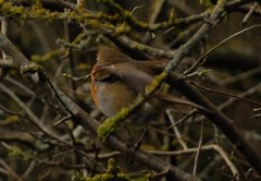 Erithacus rubecula