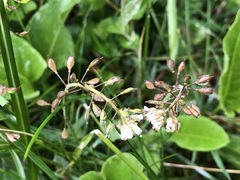 Noccaea perfoliata