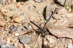 Williamsonia lintneri