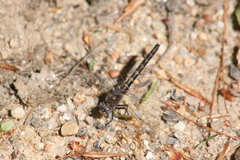 Williamsonia lintneri