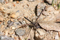 Williamsonia lintneri