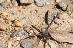 Williamsonia lintneri