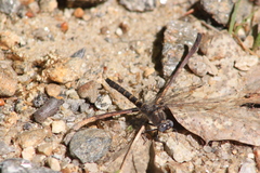 Williamsonia lintneri