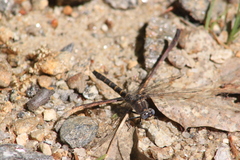 Williamsonia lintneri