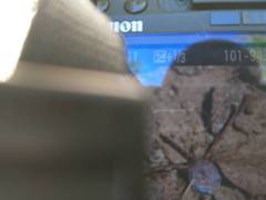 Williamsonia lintneri